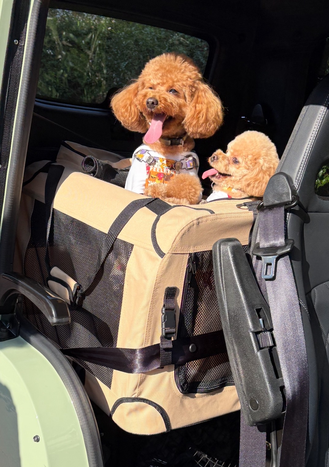 Dog-トゥクトゥクのご案内 | イーモータース